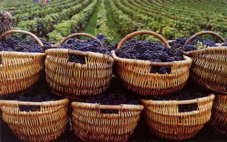 Grape harvest